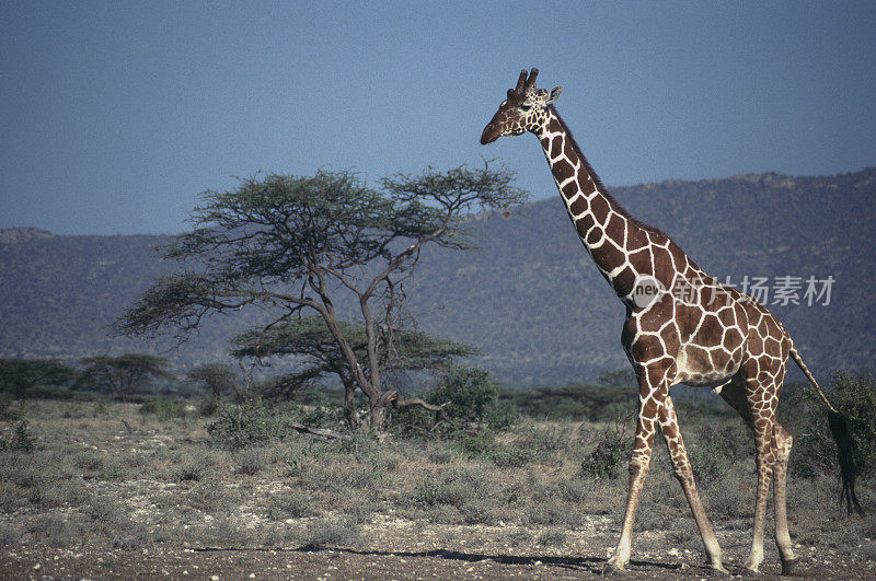 Reticulated Giraffe, Samburu